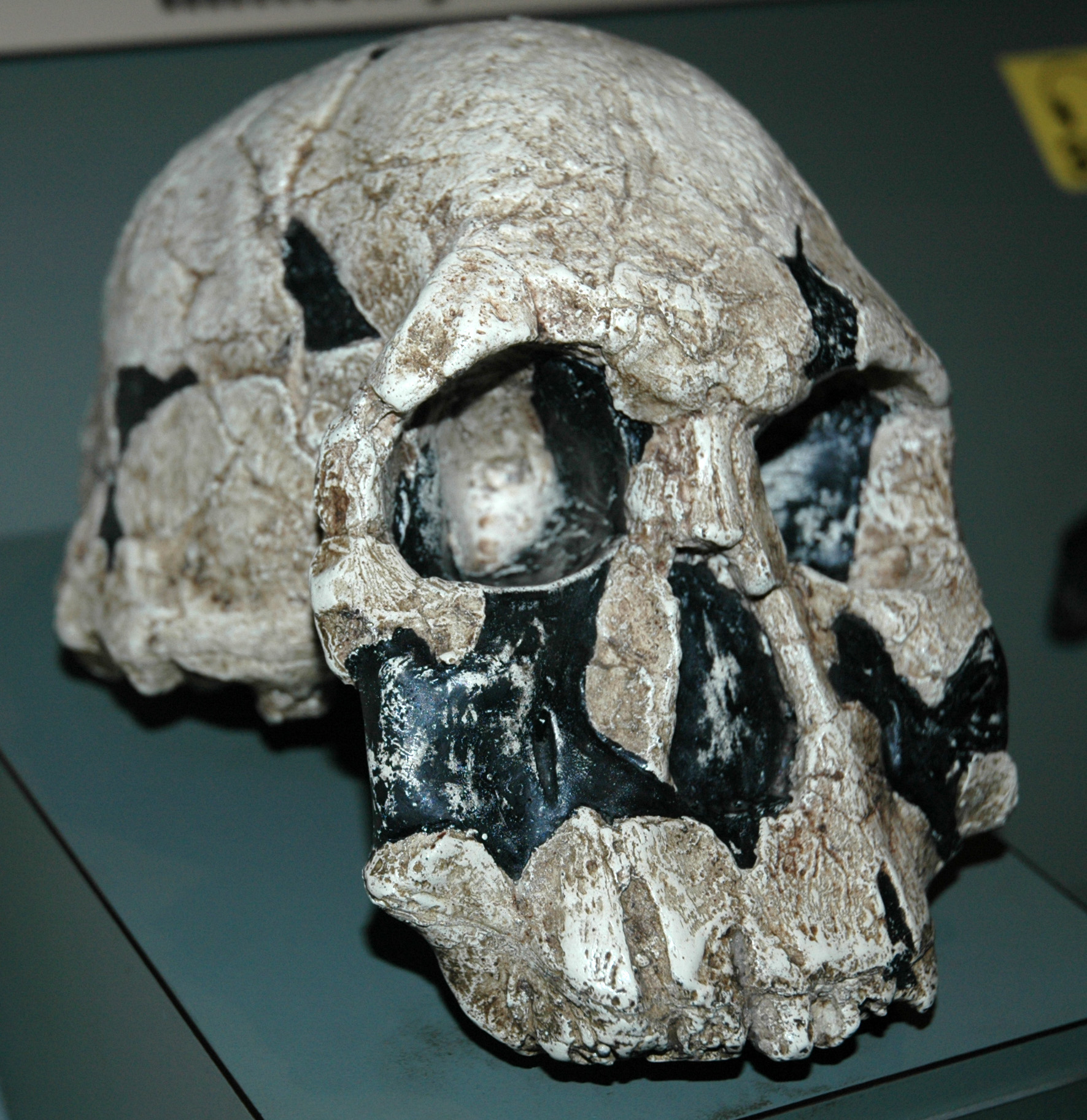 the skull was made of stone and has black paint