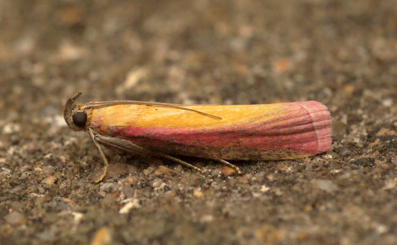 a single small insect with very red, yellow, and pink stripes on its wings