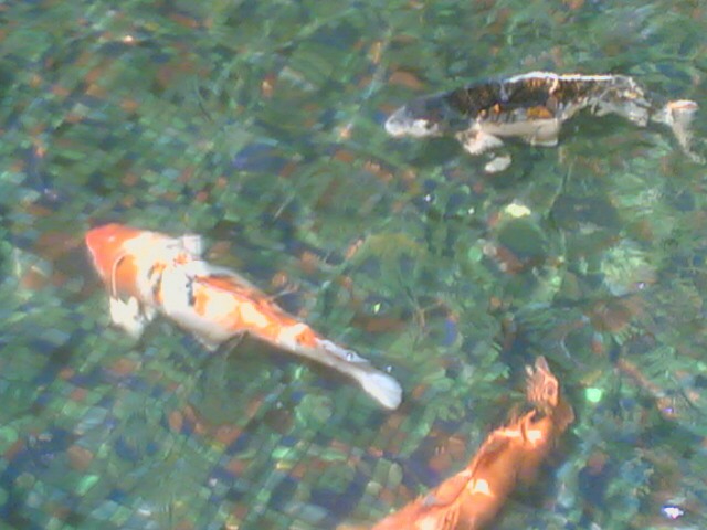 several fish swimming and playing in a pond