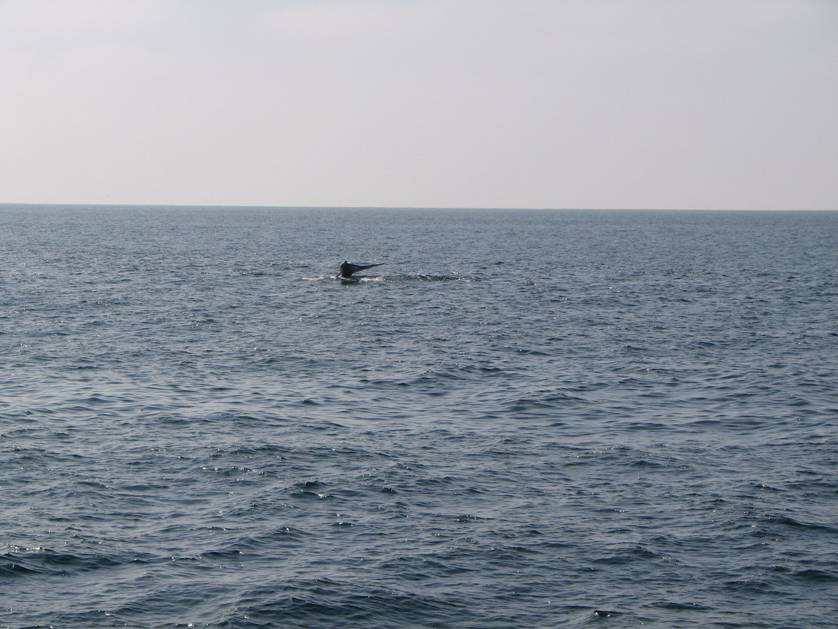 a person swimming alone in the middle of the ocean