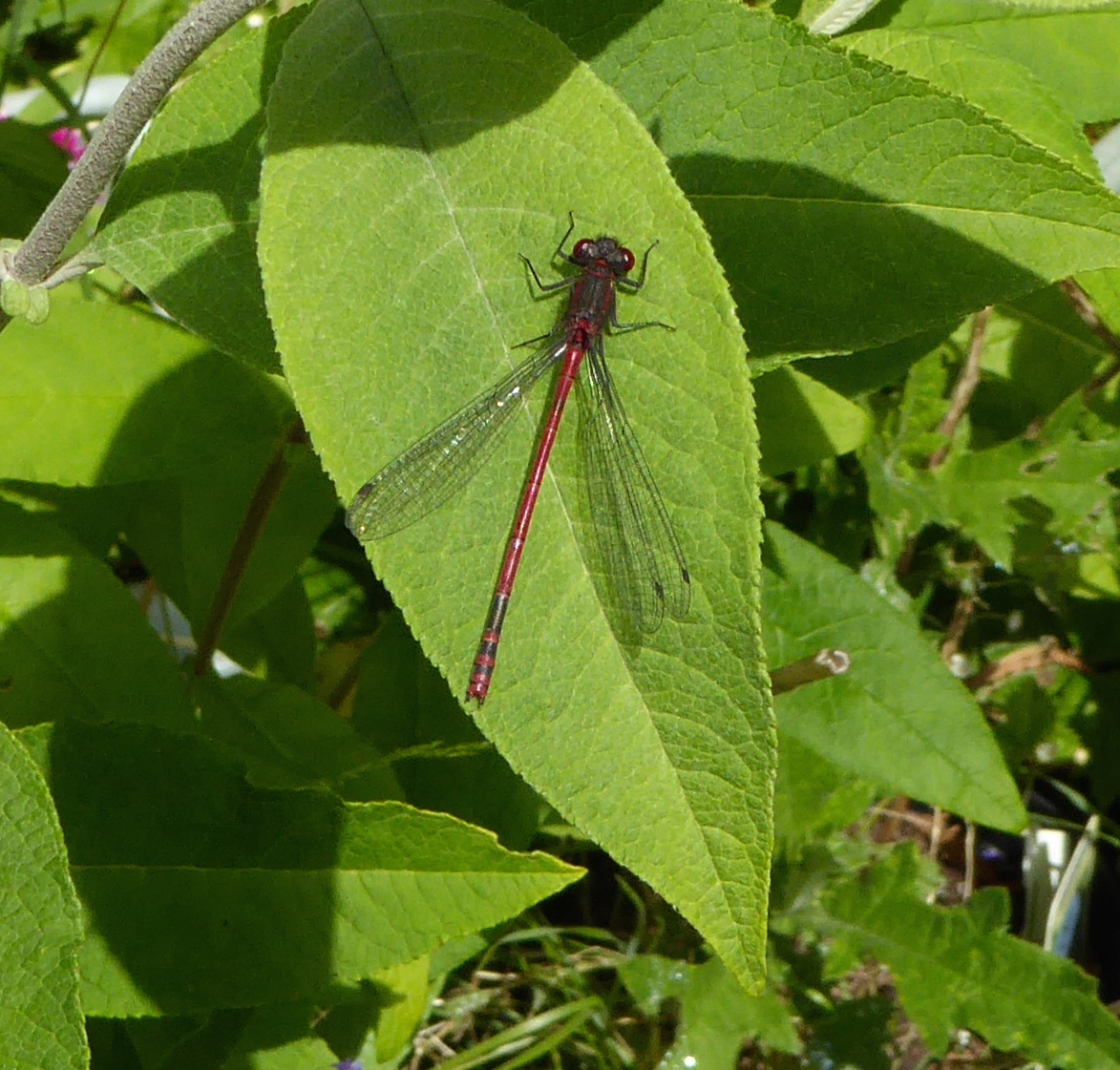 the dragonfly rests on the green leaf in the sun