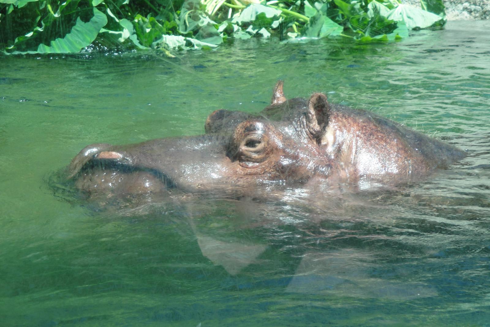 the hippo looks bored while swimming in the water