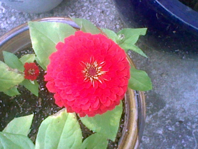 a red flower that is inside of some kind of pot