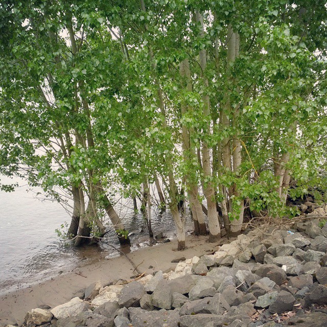 trees growing on the banks next to water