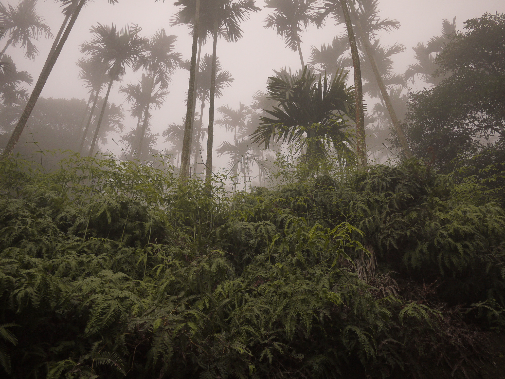 a forest of tall palm trees covered in fog