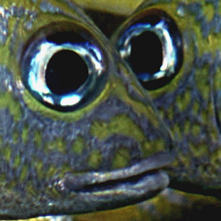 a close up of a fish with big eyes