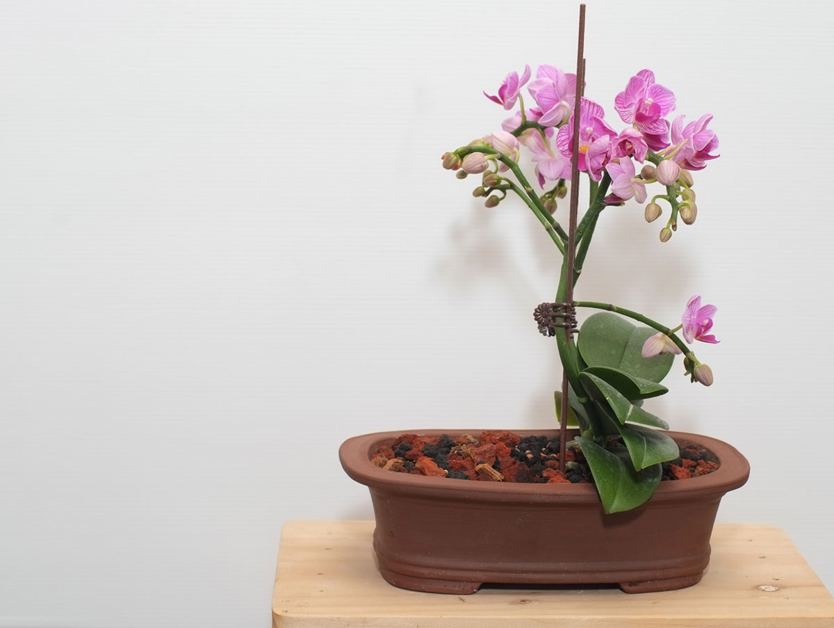 pink flowers in a clay pot sitting on a wood slab