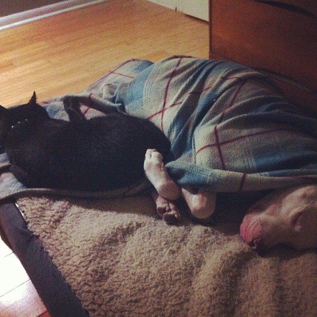 a dog is sleeping on the bed covered with a blanket