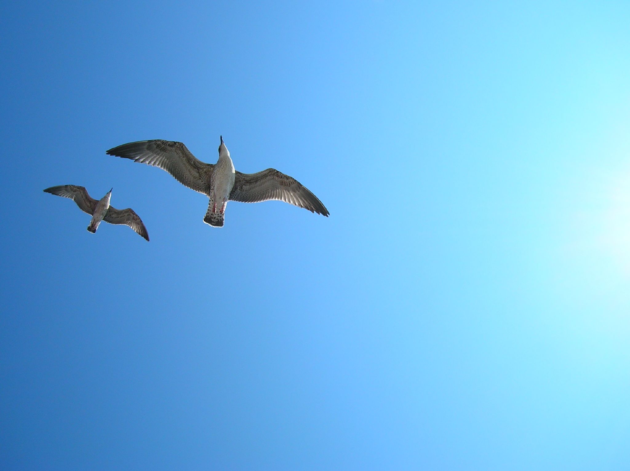 three birds flying through the blue sky while in midair