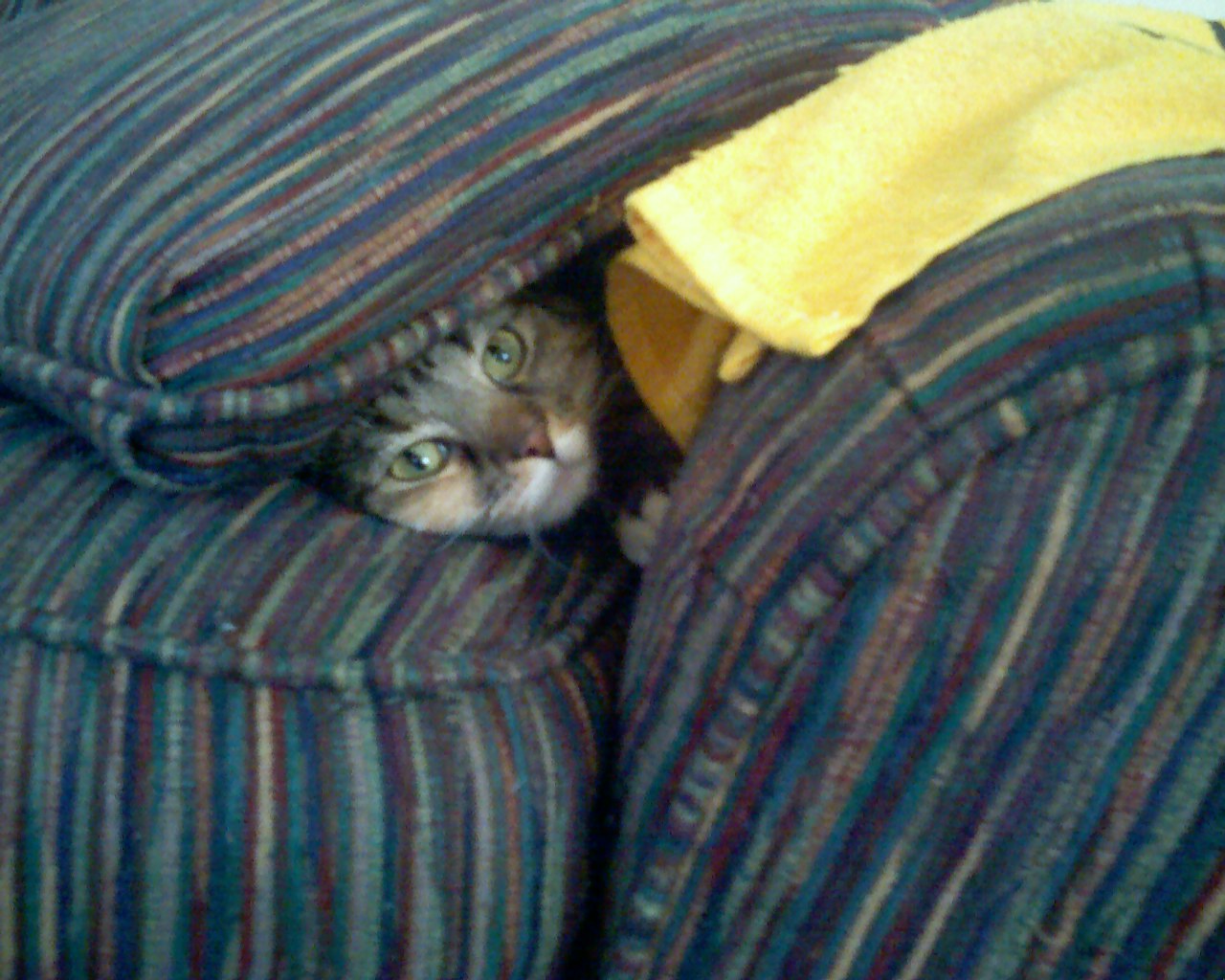 a cat is hiding under the covers of two couches