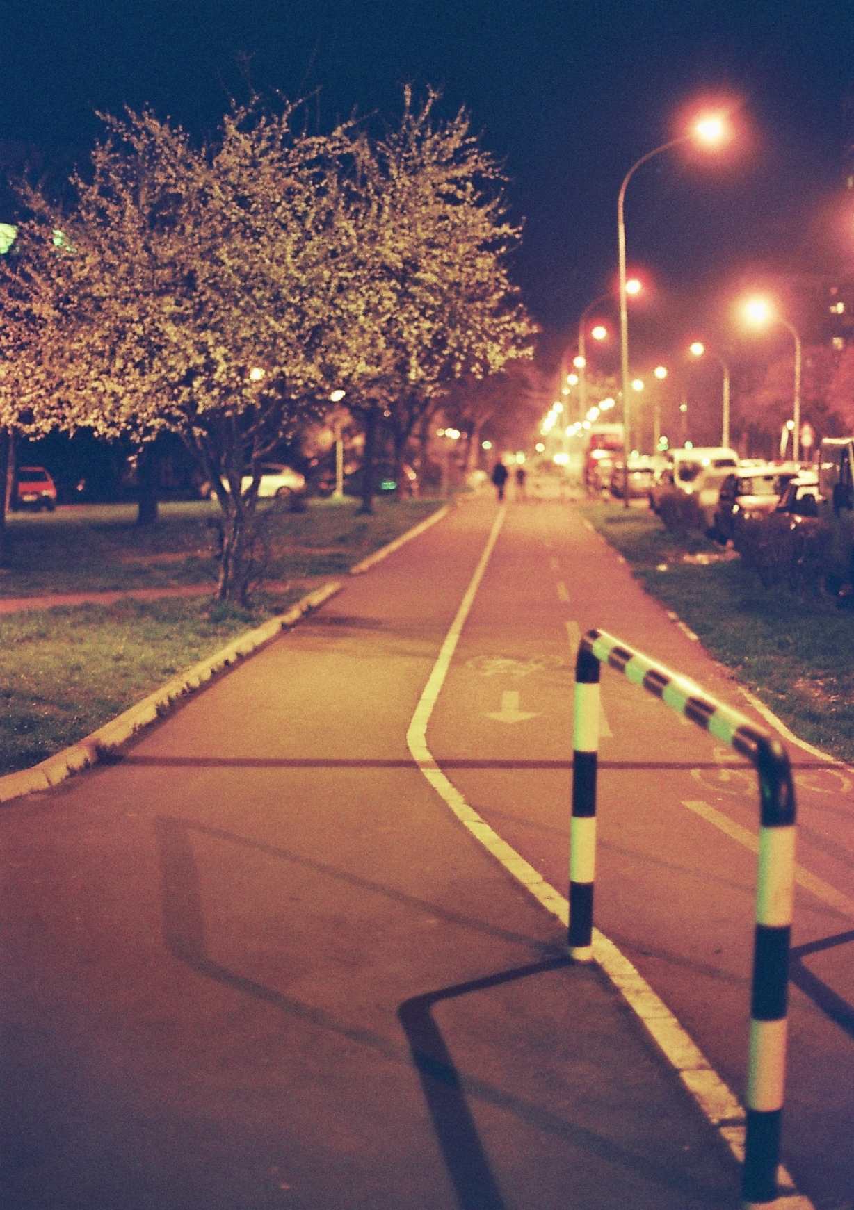 a park road lined with trees and street lights