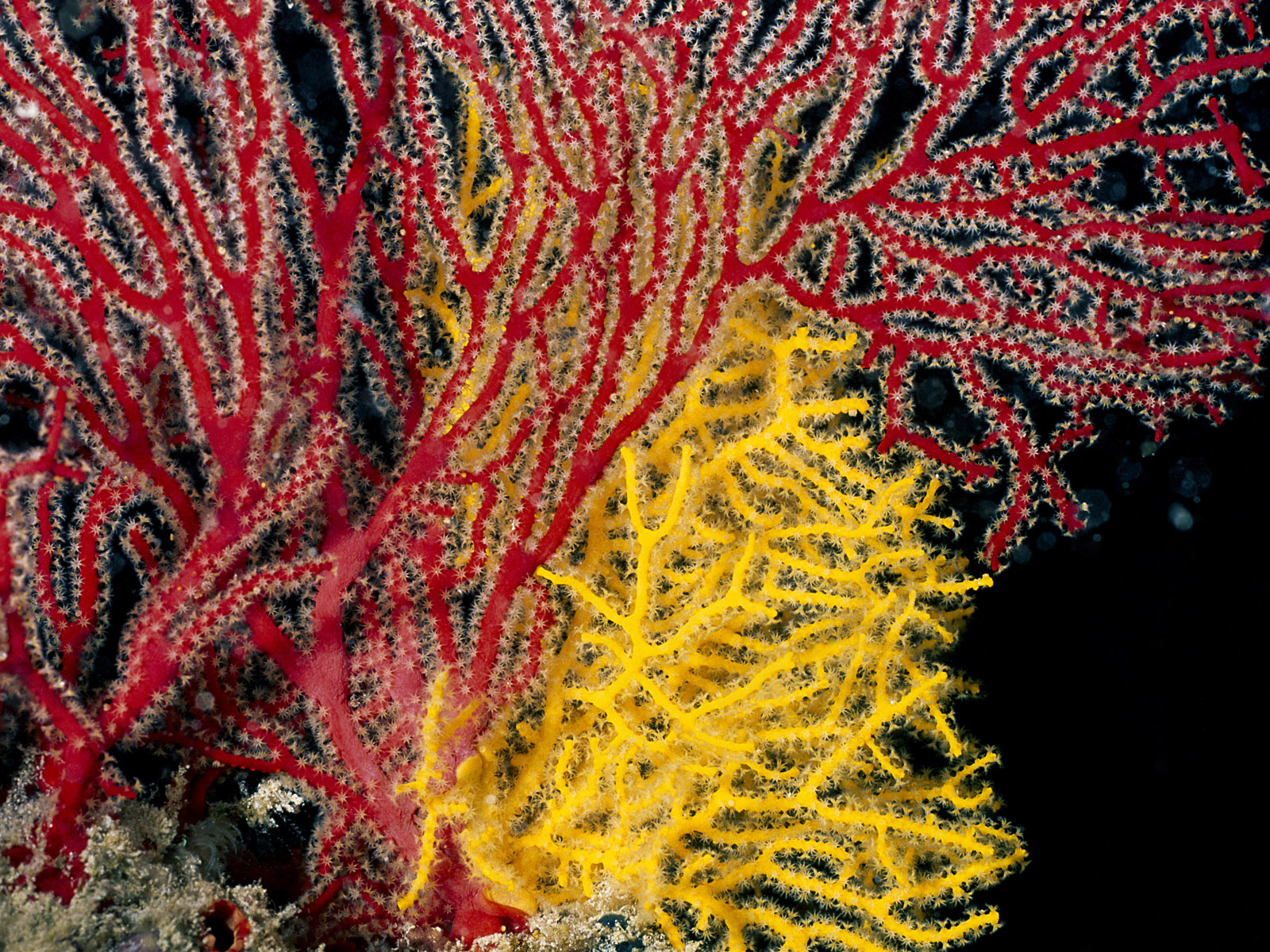 two colorful sea creatures on a black background