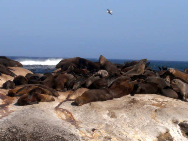 sea lions resting on the rocks of the shore