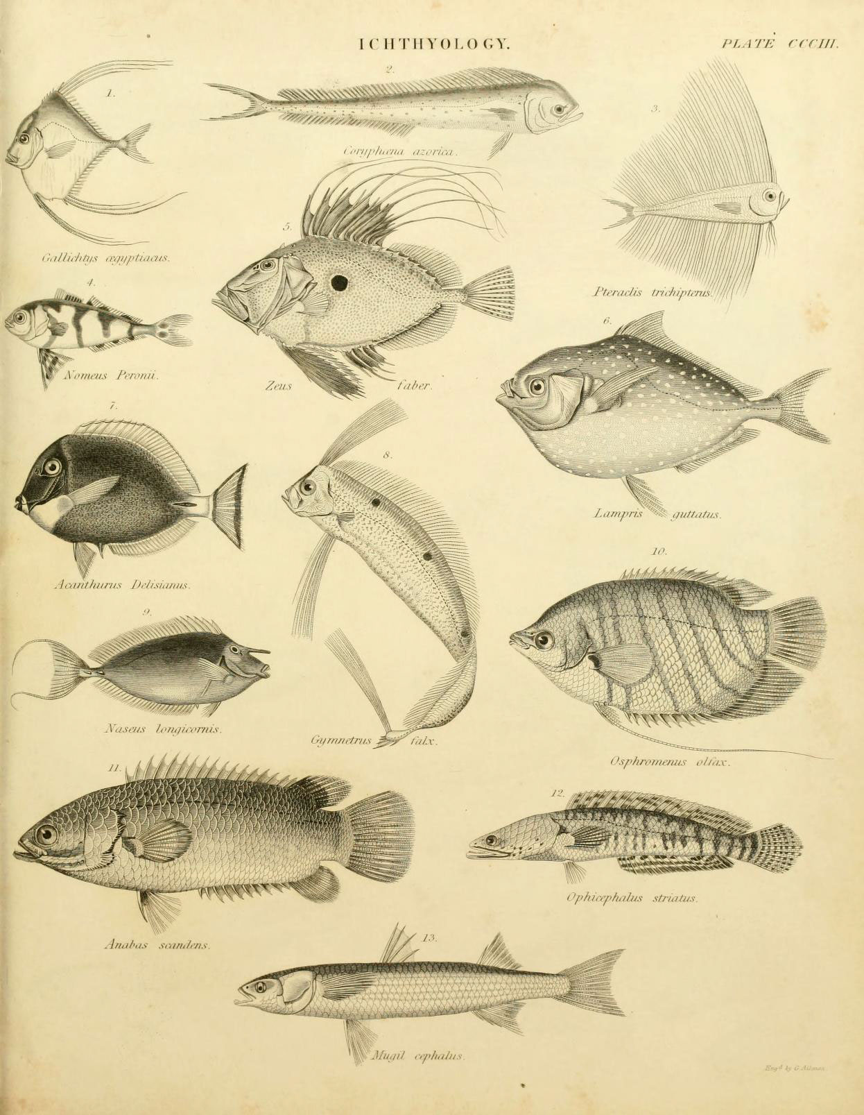 an old illustration of fish swimming