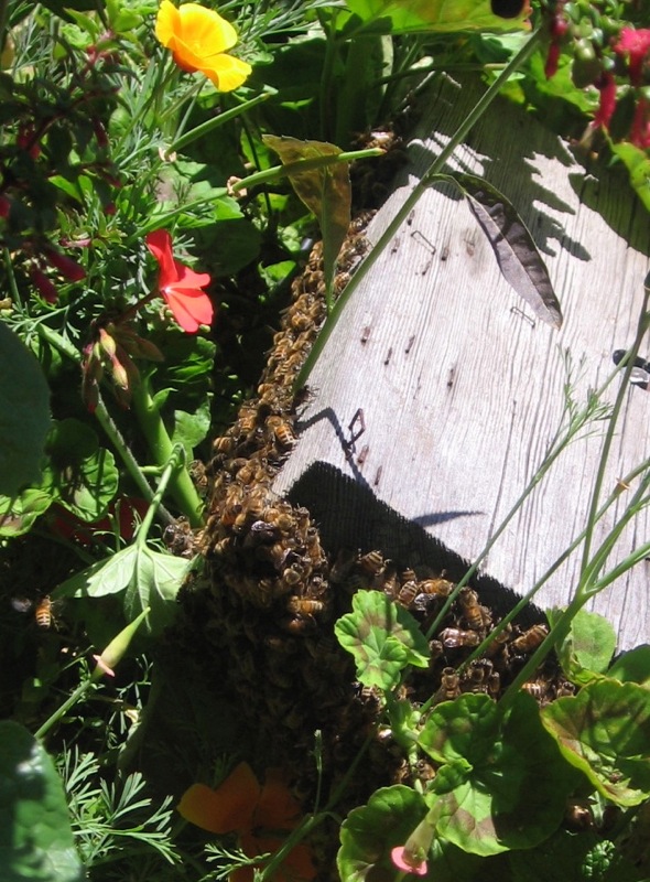 a cluster of bees gather at a wood plank surrounded by flower plants