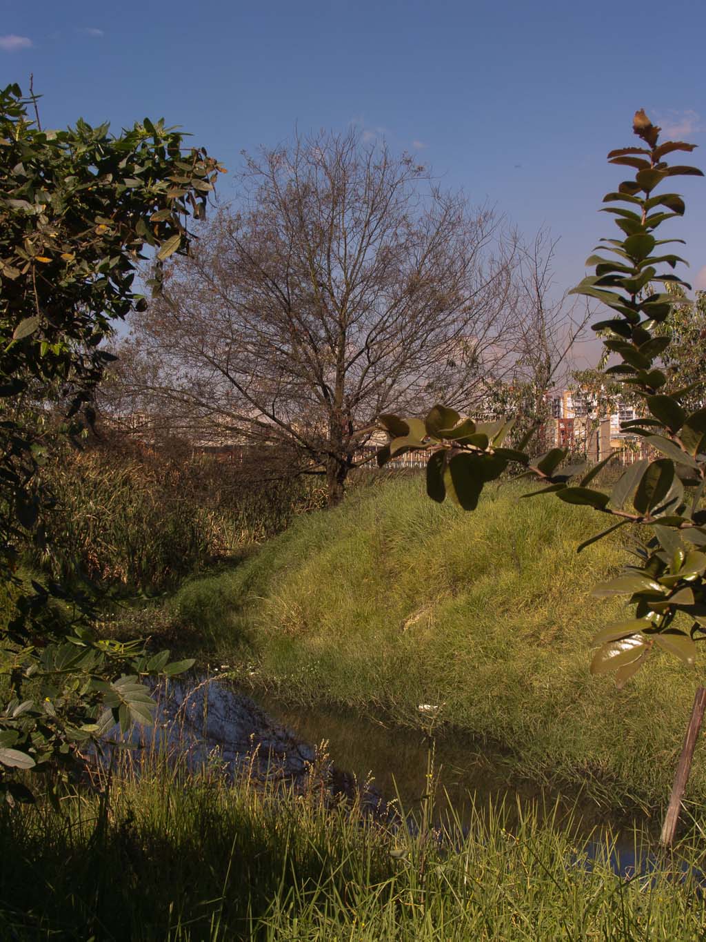 there are trees next to the small stream