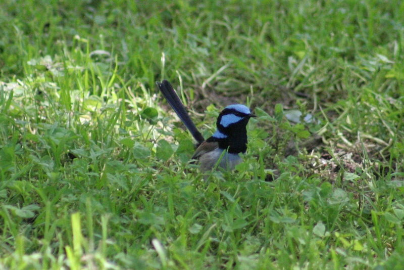 a blue and black bird hiding in grass