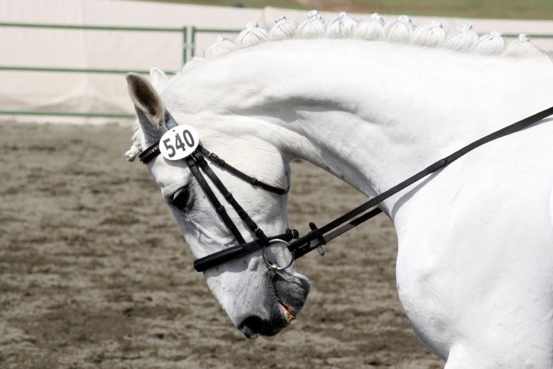 white horse looking out from its enclosure at an event