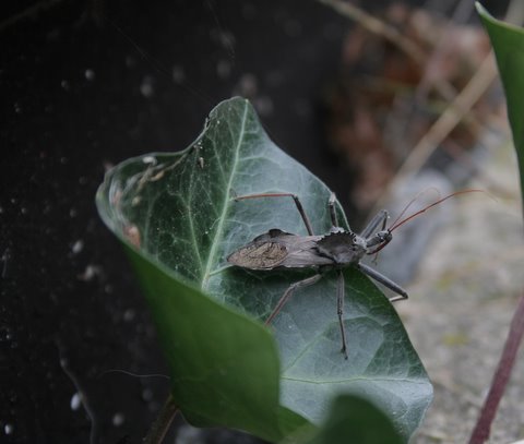 a bug is on top of a leaf