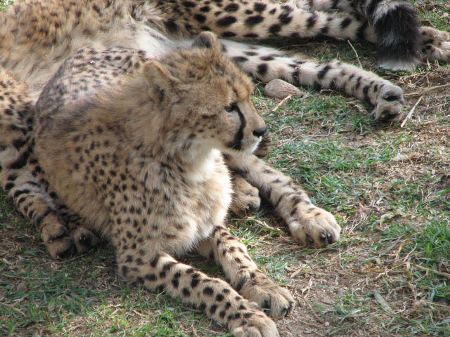 a cheetah is laying on the ground and stretching