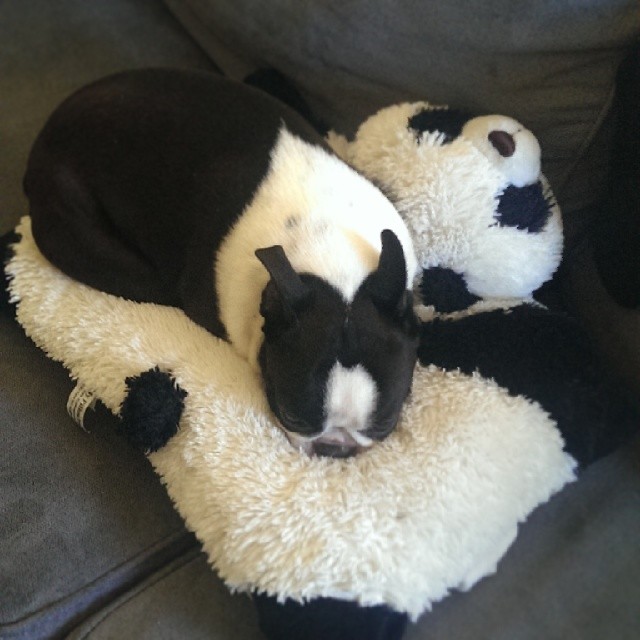two stuffed panda bears are sleeping on a sofa