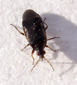 a cockroach sitting in the middle of a white room