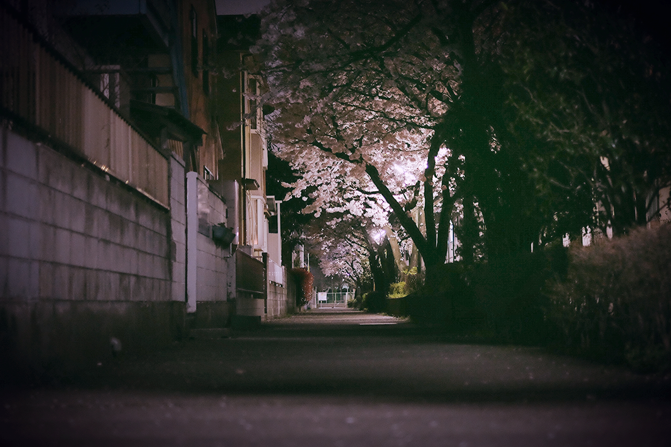 a dark alley with trees lining the sides of the road