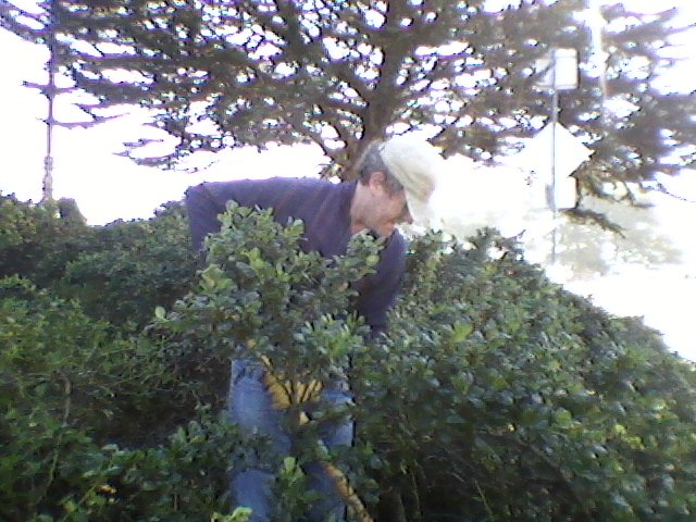 a man is bending down to pick up bushes