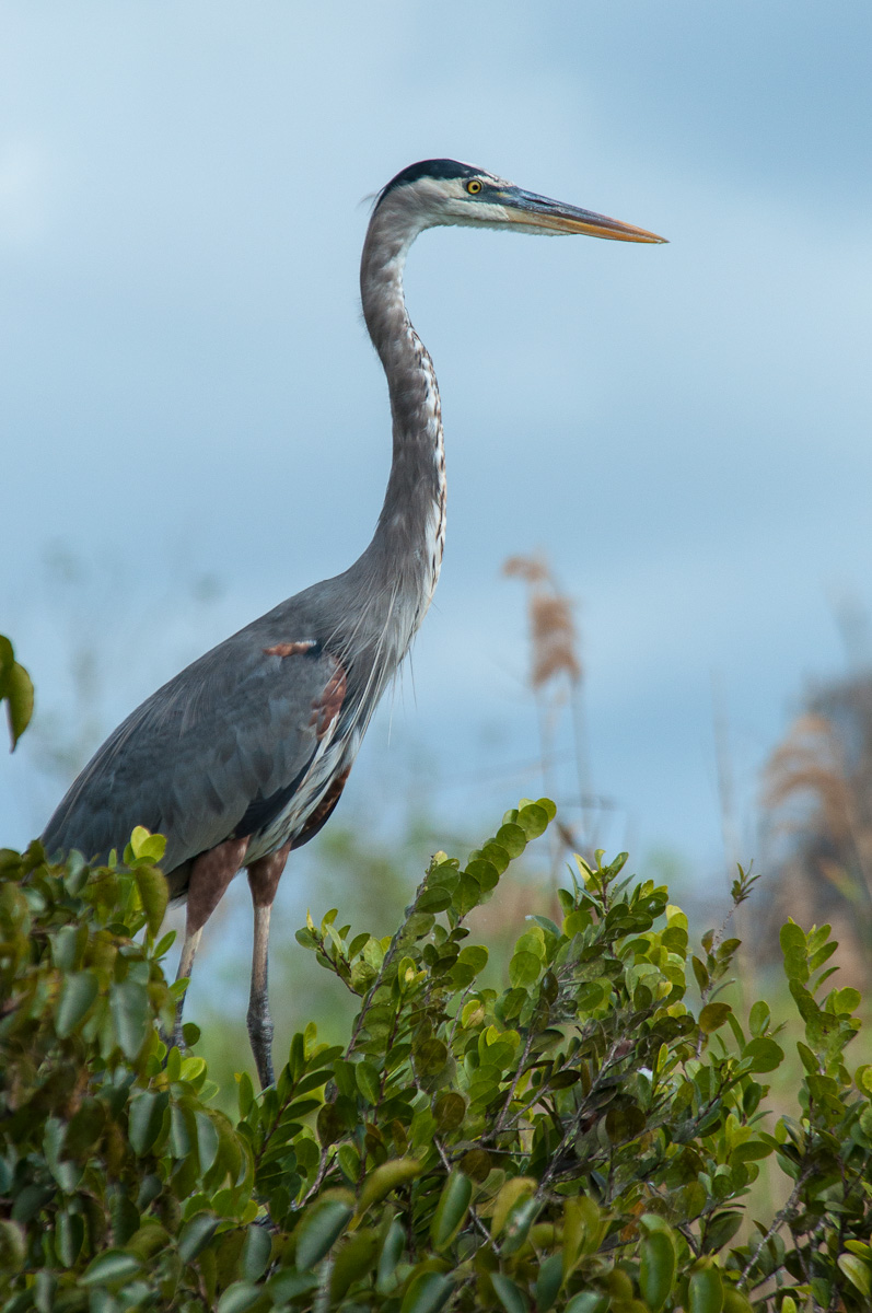 a large bird standing on top of a leaf covered tree