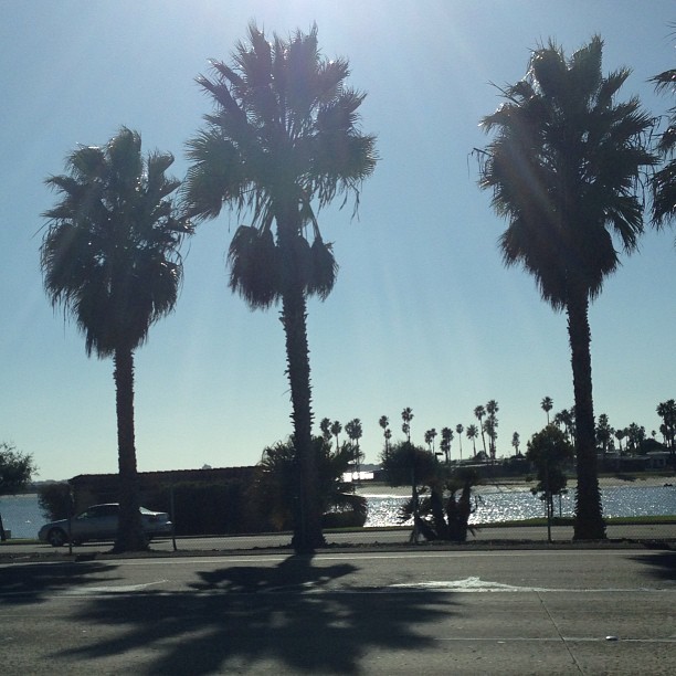 a view from the street of some palm trees