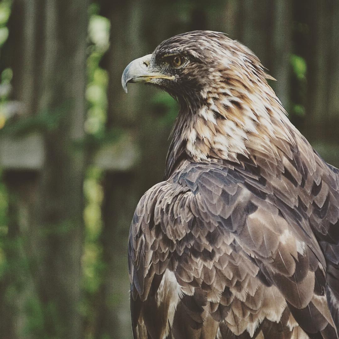 an image of a bird that is sitting on a nch