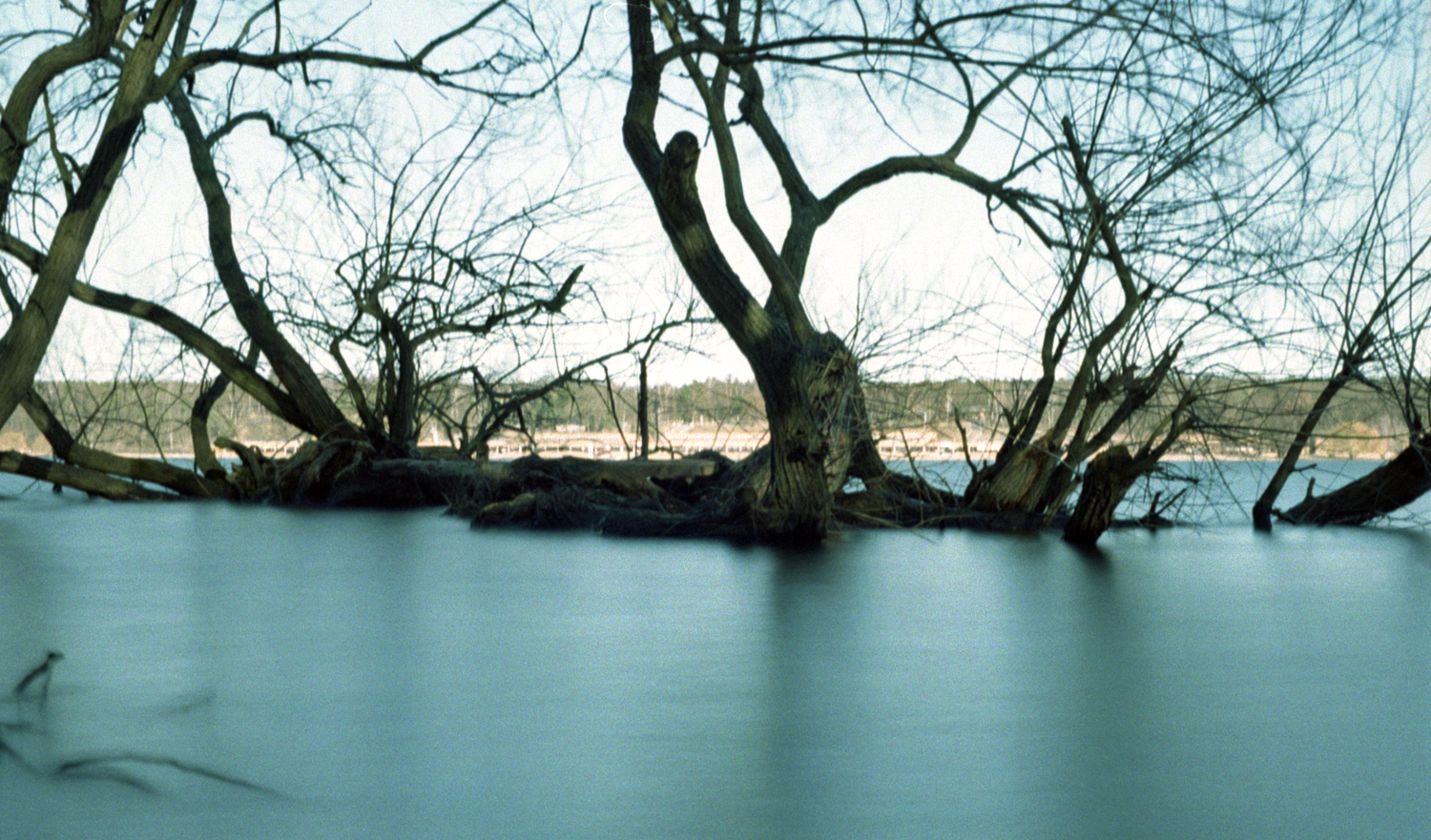 a view of some trees that are over water