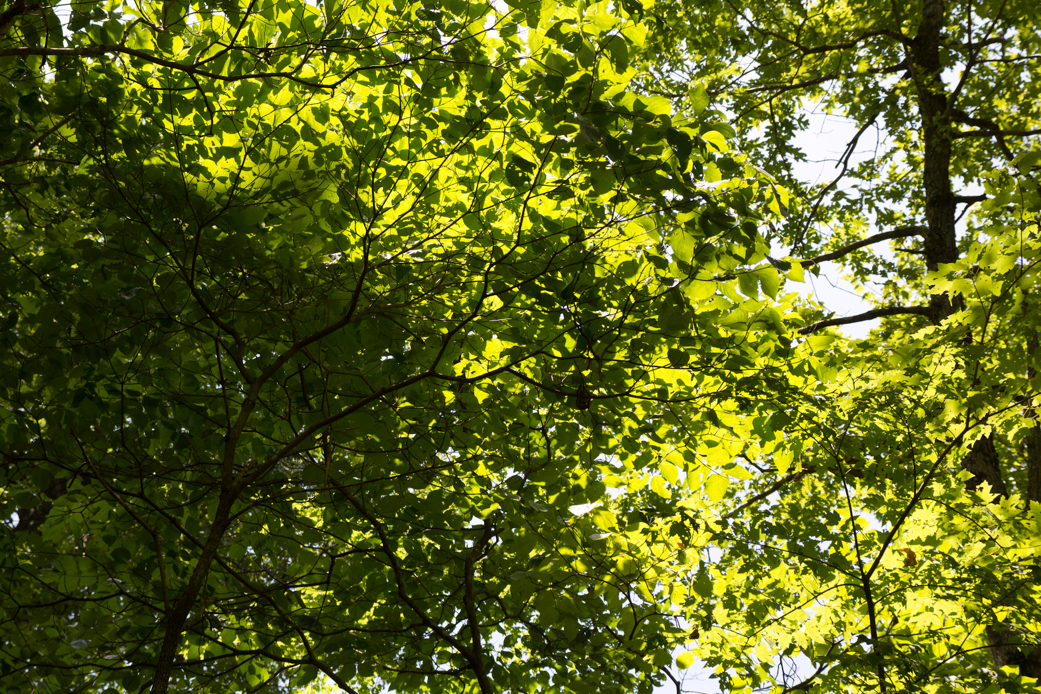 sunlight shining through green leaves in a forest