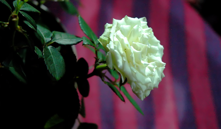 an open white rose budding with a purple striped background