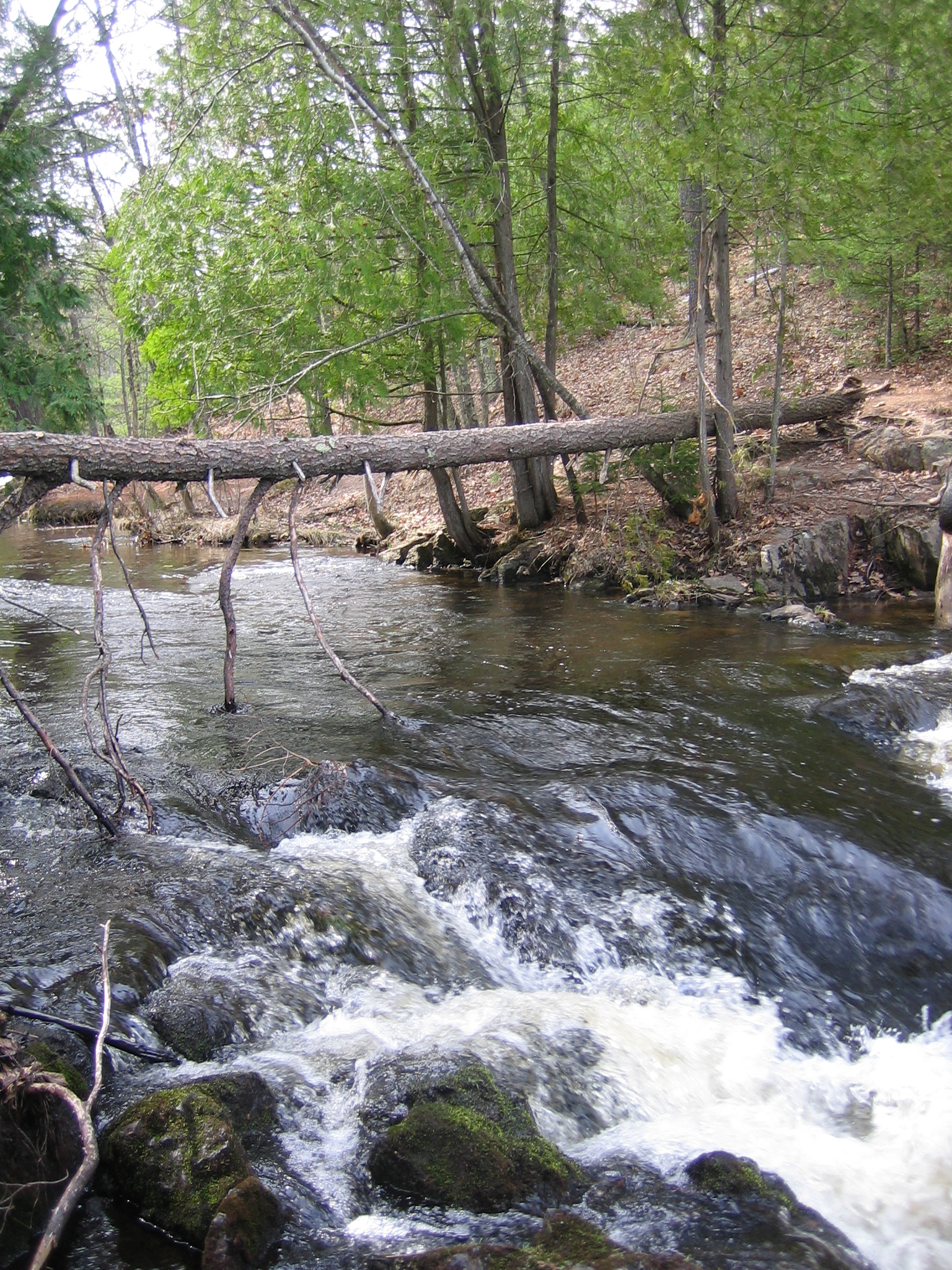 river flowing through a wooded forest with fallen trees