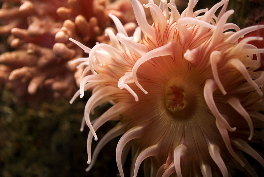 an underwater coral with white and light pink designs on it