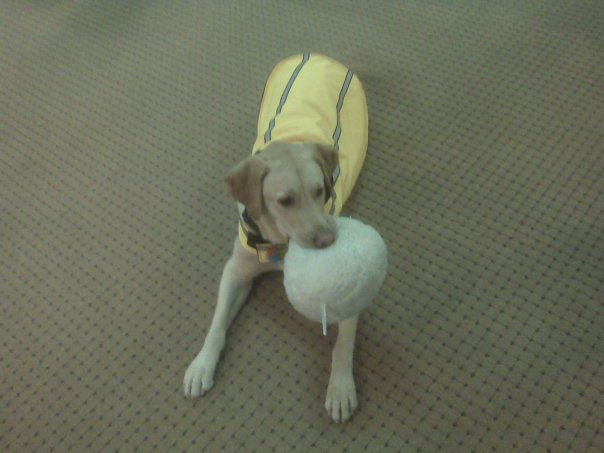 a yellow puppy dog wearing a banana costume