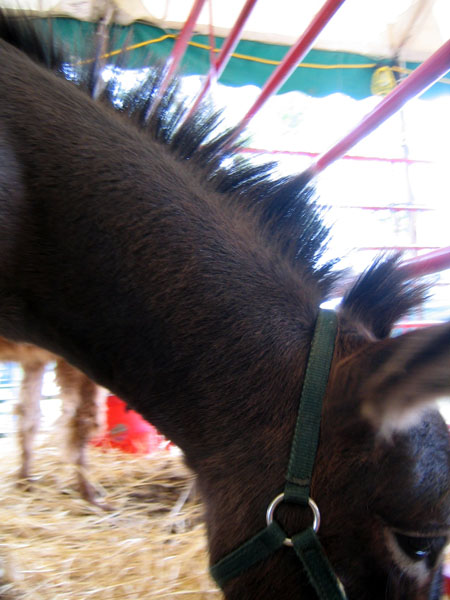 a donkey inside a stall eating grass in it