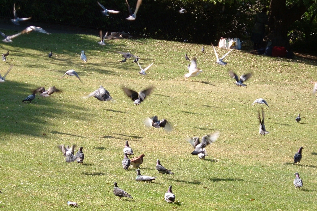 a lot of birds are outside in the grass
