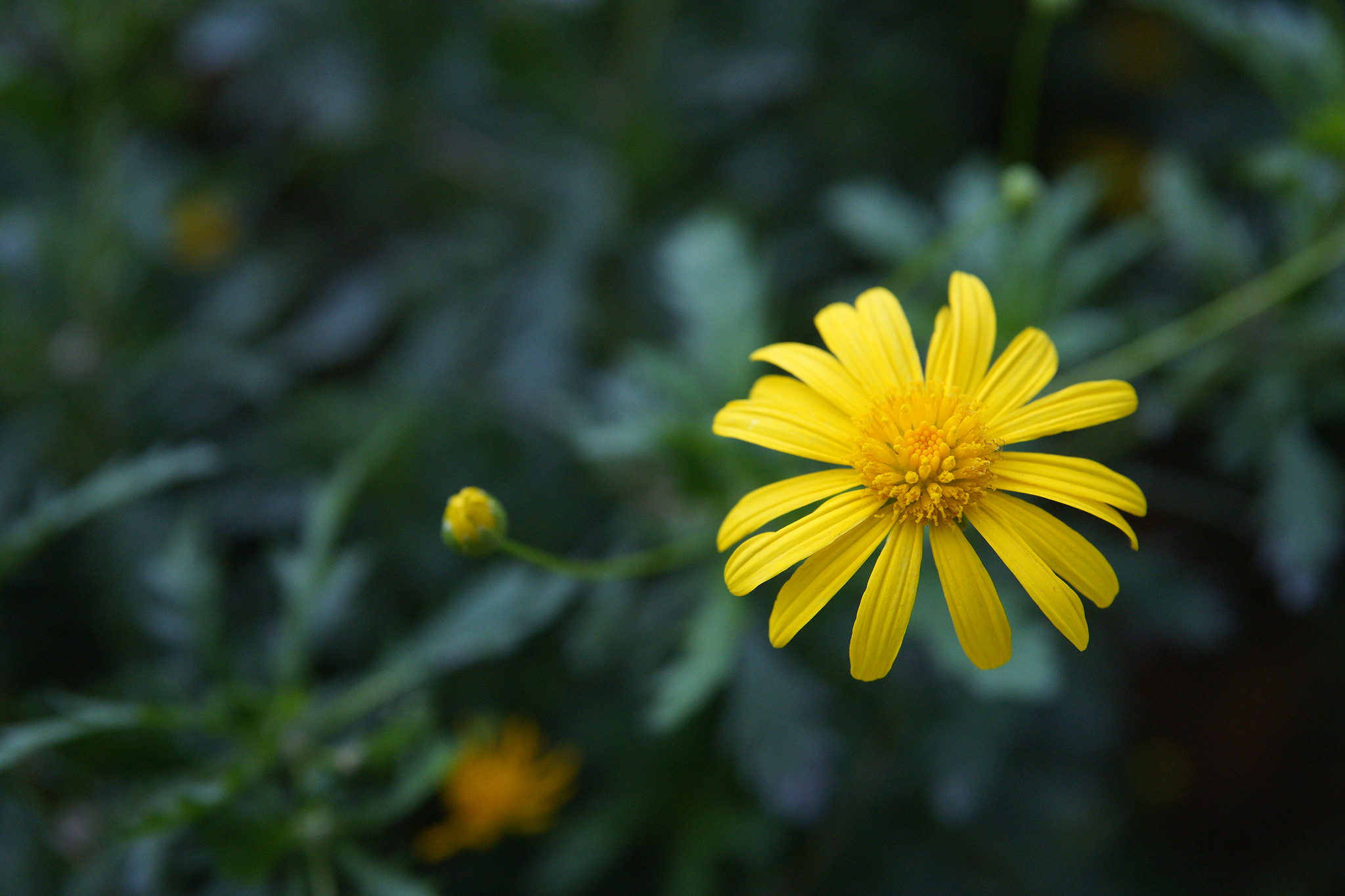 a large yellow flower with some green leaves in the background