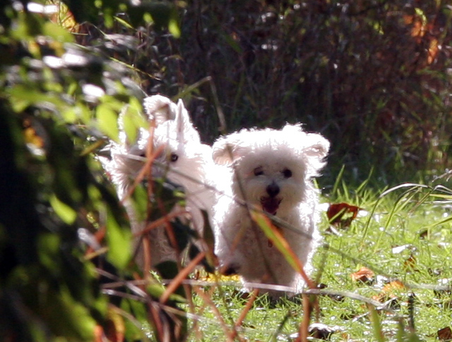 a dog running through a bush on the grass
