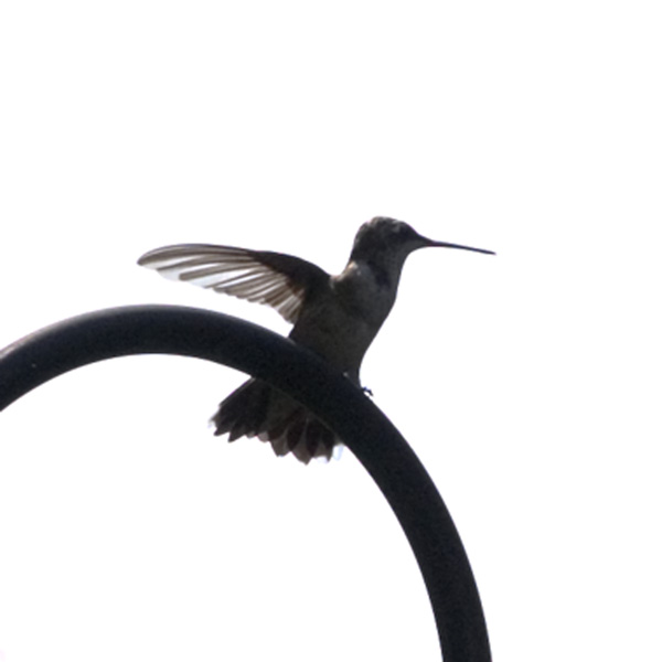 a bird sitting on top of an object