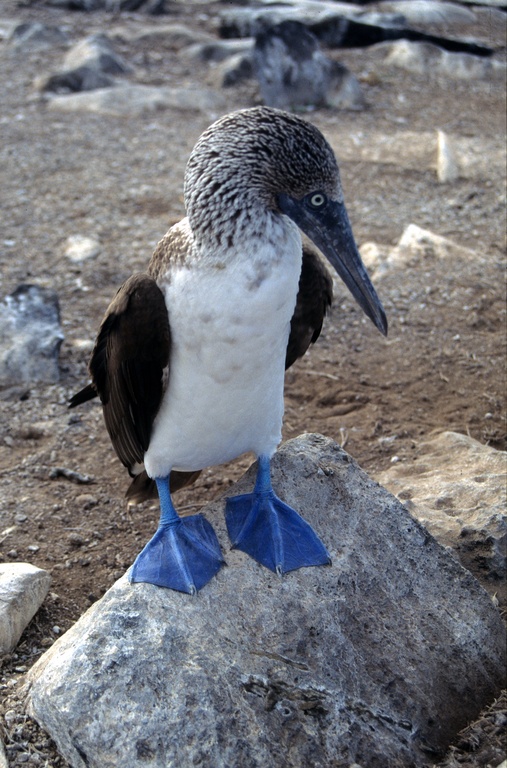 a bird is standing on top of a rock