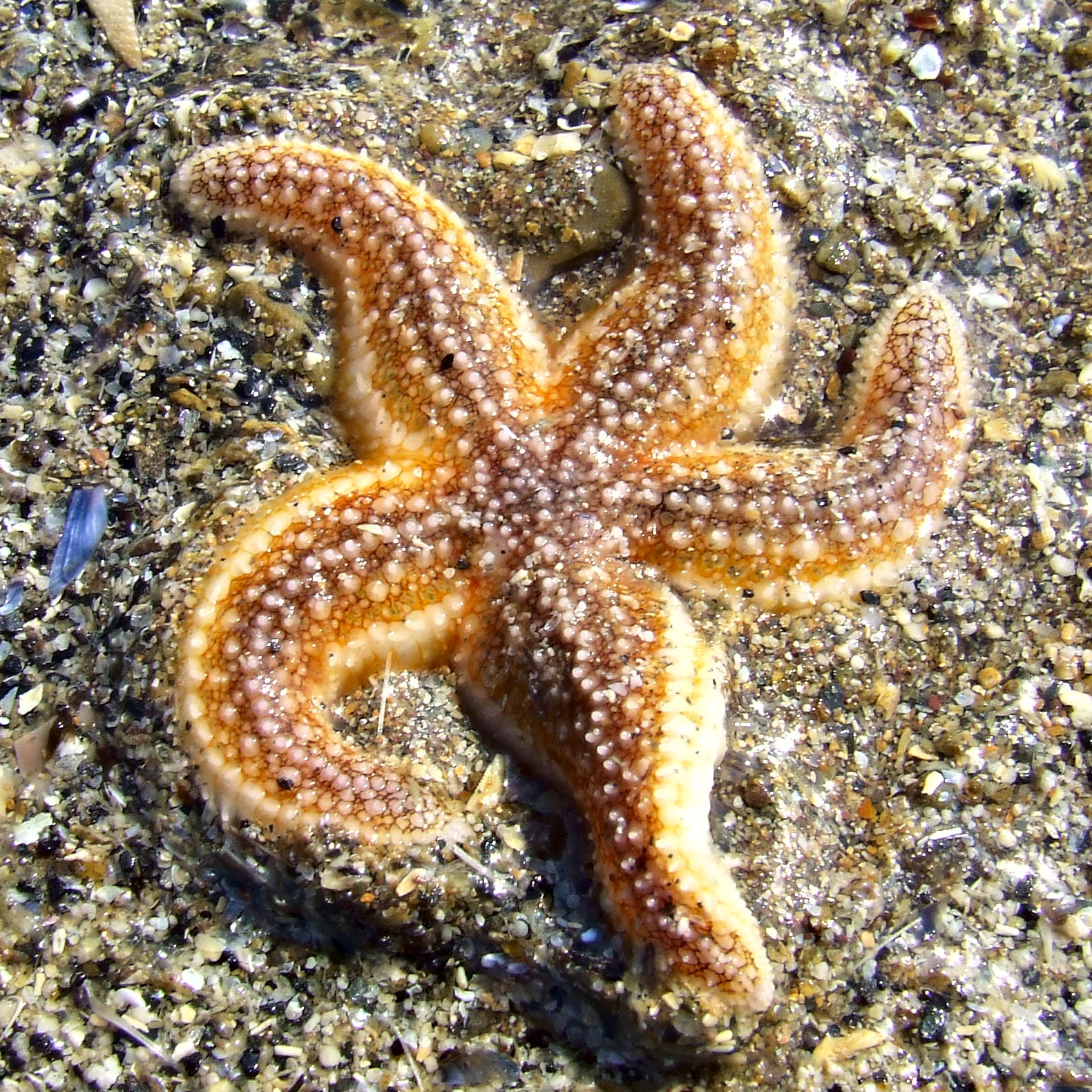 an image of a starfish on the ocean beach