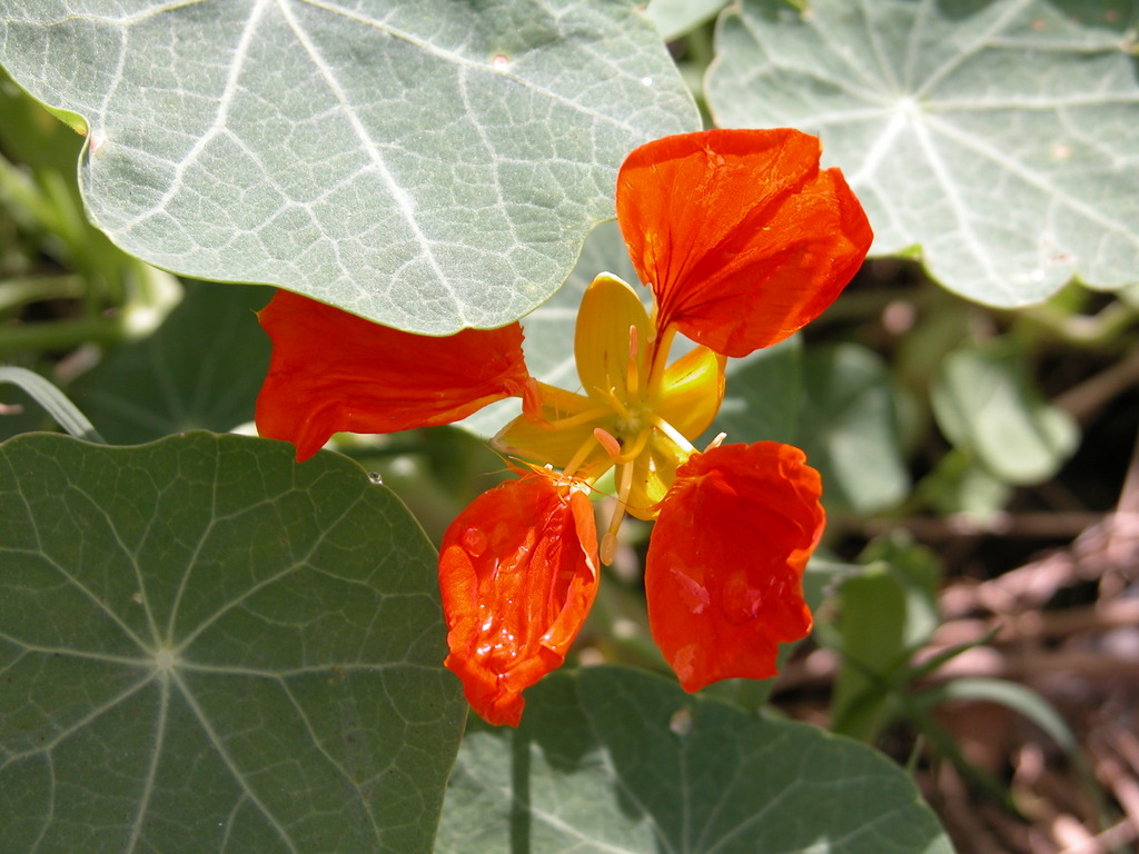 an orange flower with leaves around it