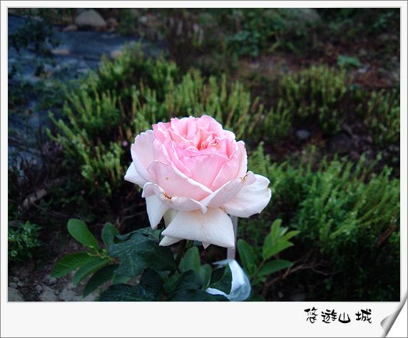 a pink rose blooming in a garden
