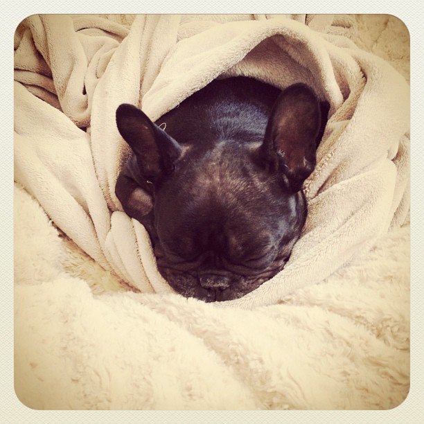 a small dog sleeping under a blanket