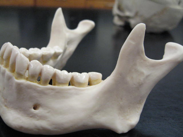 a white model of a mouth and a model of a skeleton
