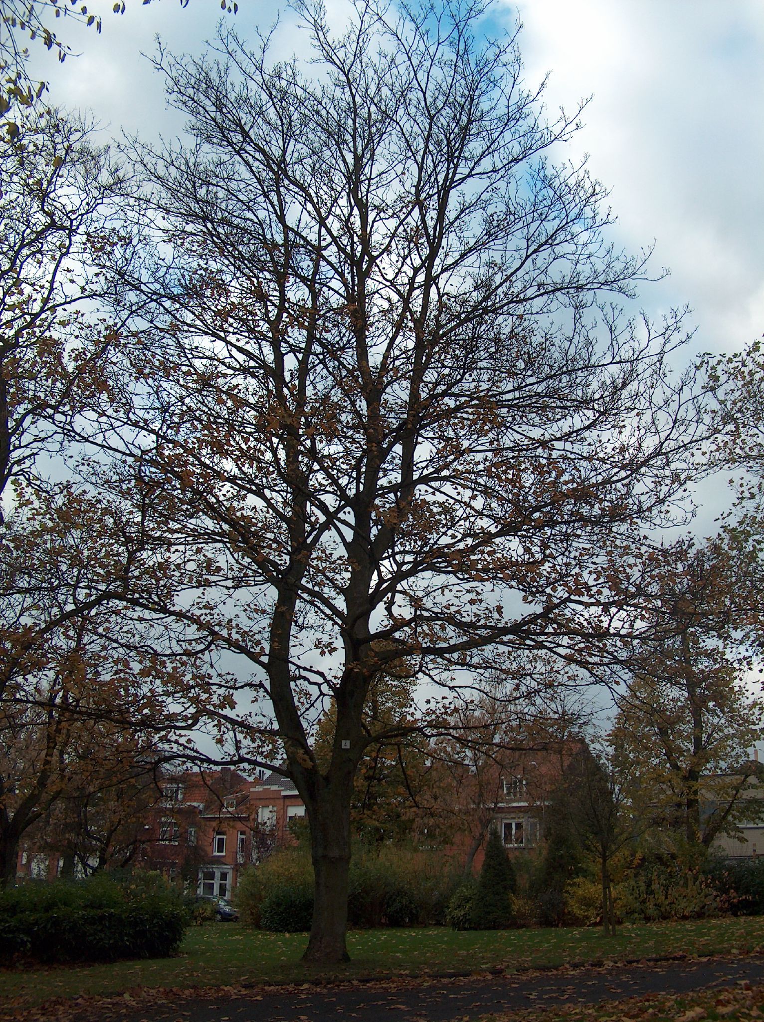 a red fire hydrant in front of a bare tree