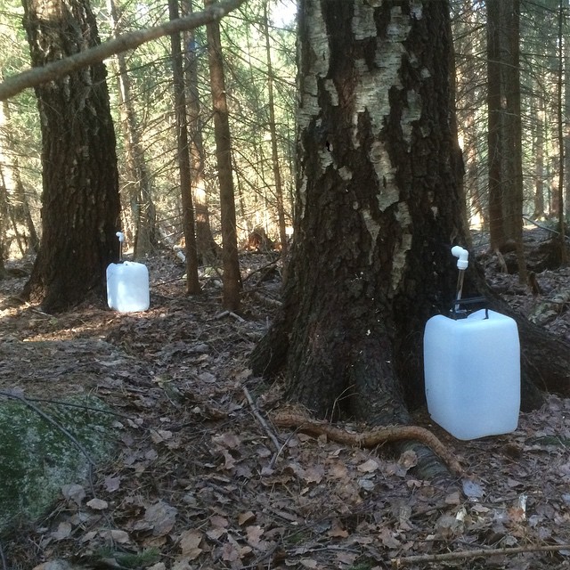 two gallon cylinders sit by the base of a tree